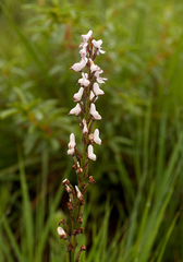 Disa aconitoides concinna