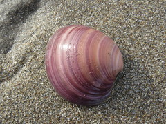 Eucallista purpurata