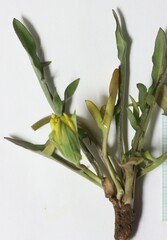 Nothocalais alpestris