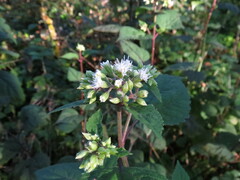 Ageratina roanensis