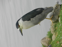 Nycticorax nycticorax