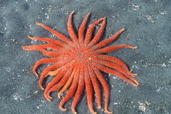 Pycnopodia helianthoides