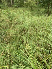 Carex trichocarpa