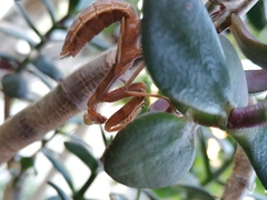 Hierodula transcaucasica