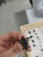 Homalinotus deplanatus