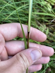 Carex trichocarpa