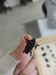 Homalinotus deplanatus