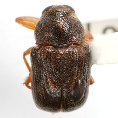 Pachybrachis integratus