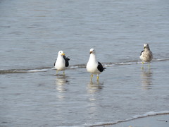 Larus atlanticus