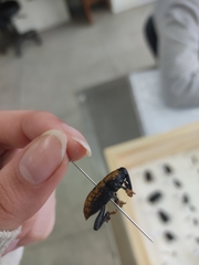 Homalinotus deplanatus