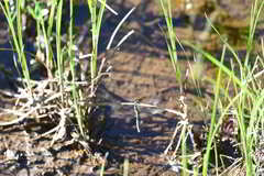 Somatochlora albicincta