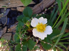 Fragaria nubicola