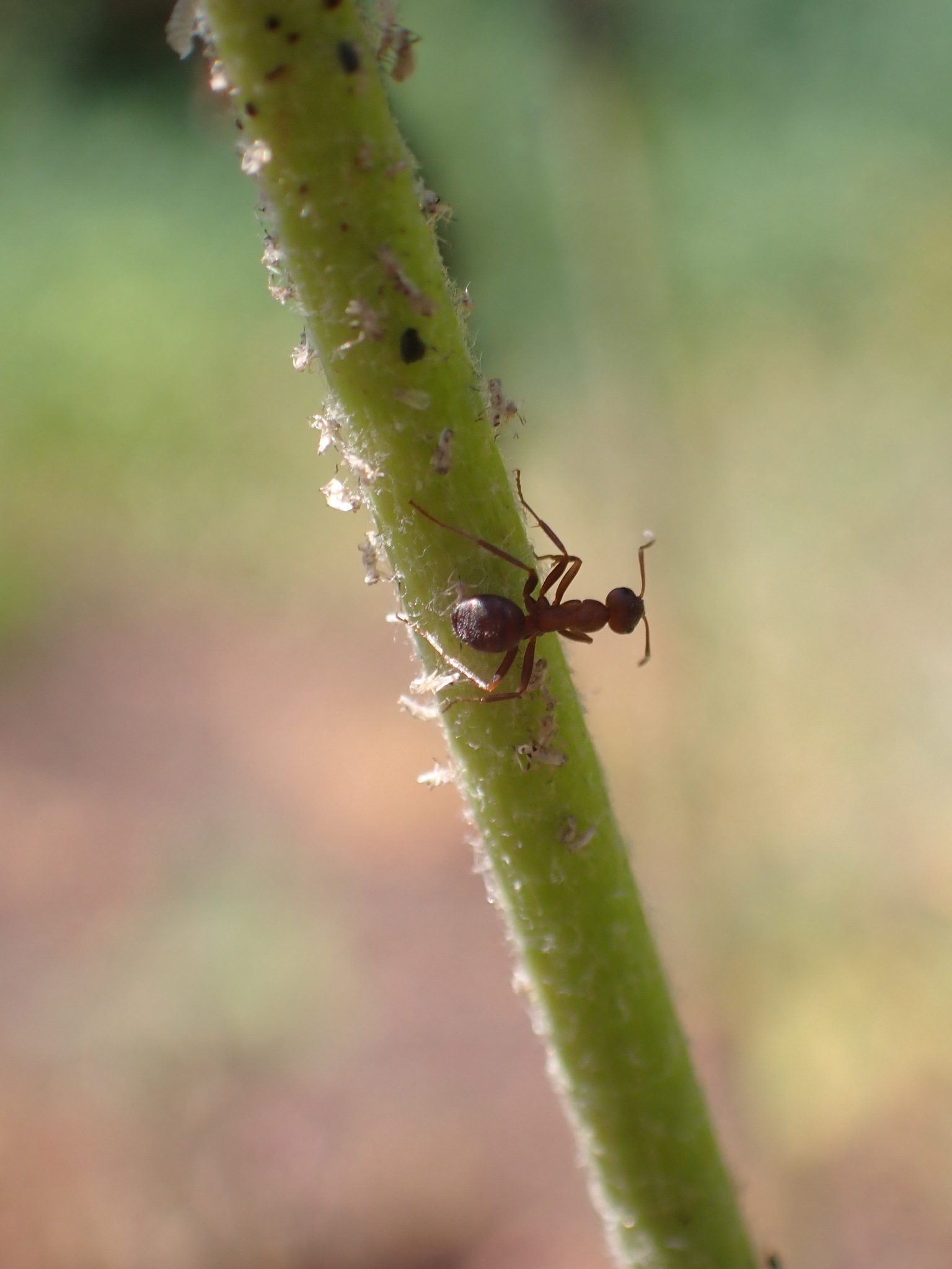 Formica adamsi