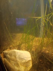 Zannichellia palustris