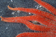 Pycnopodia helianthoides