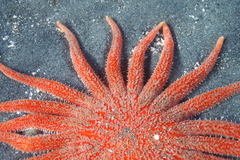 Pycnopodia helianthoides