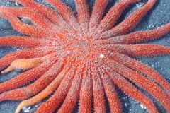 Pycnopodia helianthoides