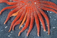 Pycnopodia helianthoides