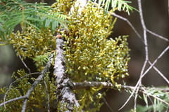 Arceuthobium abietinum