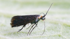 Nemophora minimella