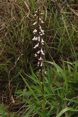 Disa aconitoides concinna