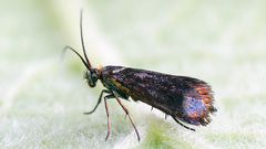 Nemophora minimella