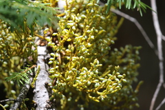 Arceuthobium abietinum