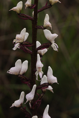 Disa aconitoides concinna