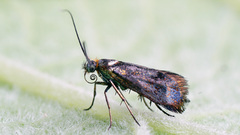 Nemophora minimella