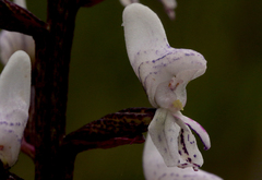 Disa aconitoides concinna