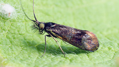 Nemophora minimella