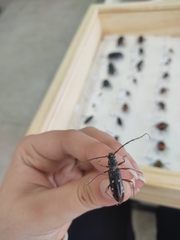 Ambonus interrogationis