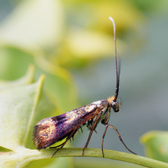 Nemophora minimella