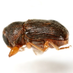 Pachybrachis integratus