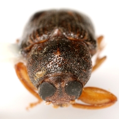 Pachybrachis integratus