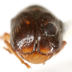 Pachybrachis integratus