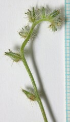 Cryptantha ambigua