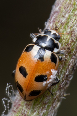 Hippodamia parenthesis