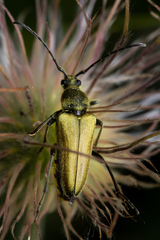 Lepturobosca