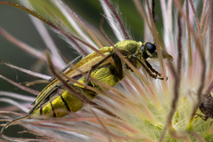 Lepturobosca