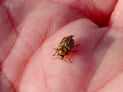 Cryptocephalus spurcus