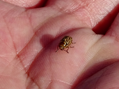 Cryptocephalus spurcus