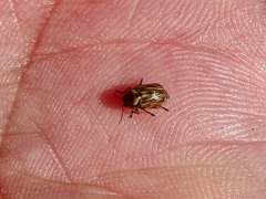 Cryptocephalus spurcus