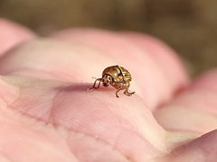 Cryptocephalus spurcus