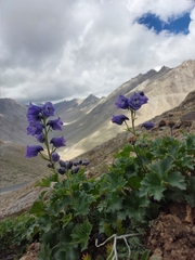Delphinium brunonianum