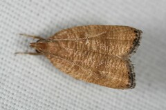 Psilocorsis cryptolechiella