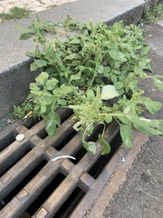 Amaranthus retroflexus