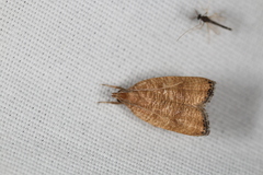 Psilocorsis cryptolechiella