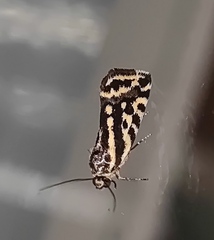 Acontia trabealis