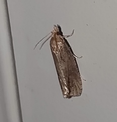 Endothenia quadrimaculana